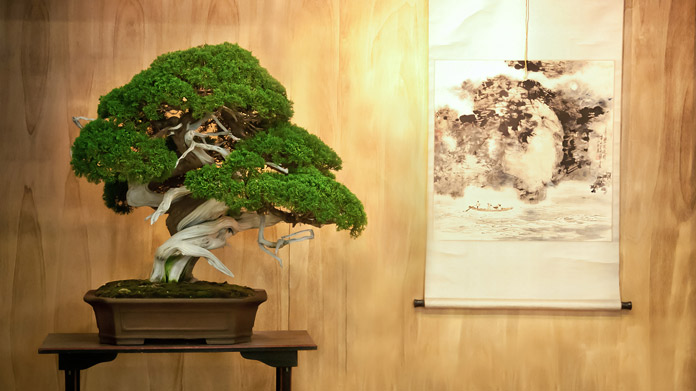 Bonsai Tree Business Image