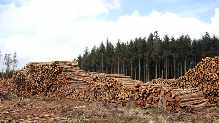 Lumber Yard Image